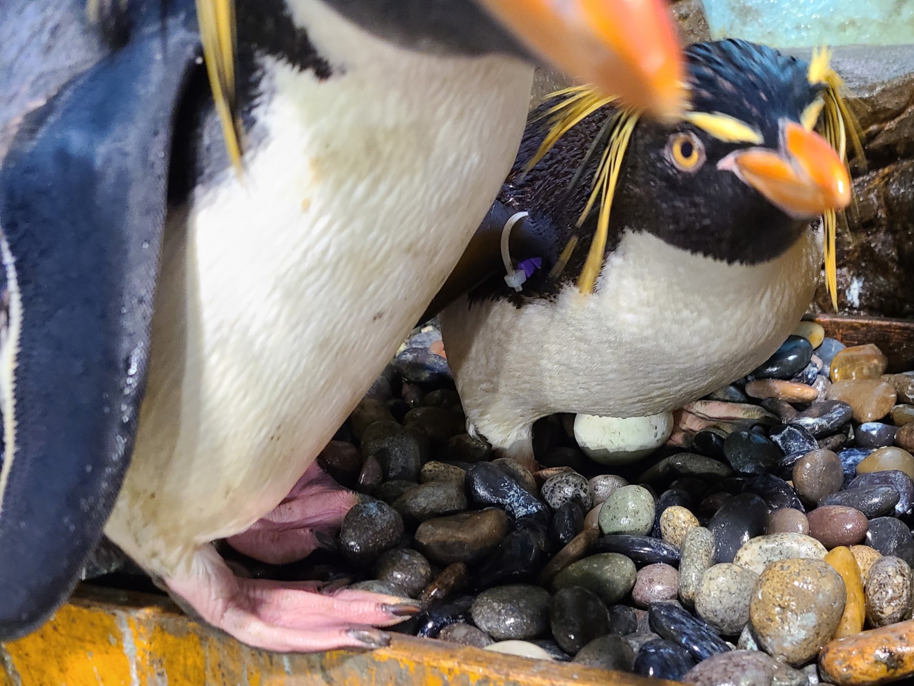 今シーズン初産卵 男鹿水族館gao