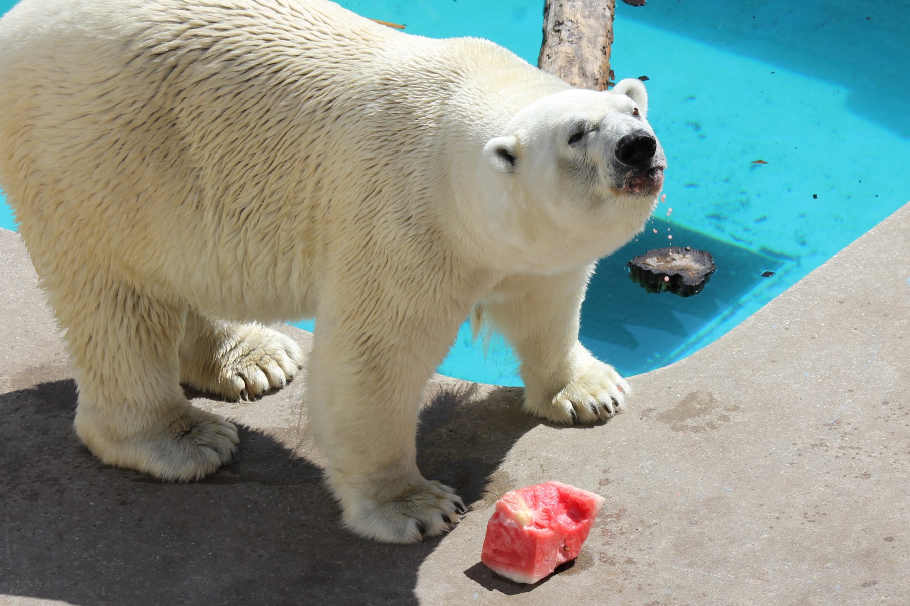 ホッキョクグマへジャンボスイカプレゼント→終了しました – 男鹿水族館GAO