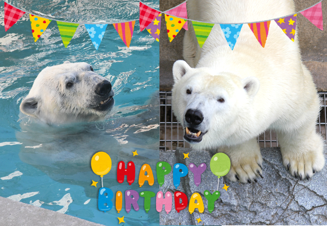 ホッキョクグマ誕生日月間！ – 男鹿水族館GAO